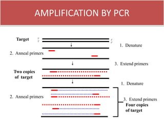 AMPLIFICATION BY PCR
5’
3’
3’
5’
Target
1. Denature
2. Anneal primers
3. Extend primers
Two copies
of target
1. Denature
2. Anneal primers
3. Extend primers
Four copies
of target
 