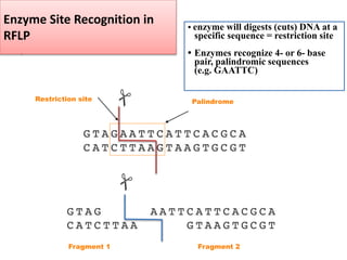 Enzyme Site Recognition in
RFLP
.
Restriction site Palindrome
Fragment 1 Fragment 2
• enzyme will digests (cuts) DNA at a
specific sequence = restriction site
• Enzymes recognize 4- or 6- base
pair, palindromic sequences
(e.g. GAATTC)
 