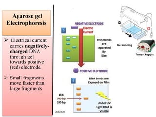 .
Power Supply
Agarose gel
Electrophoresis
 Electrical current
carries negatively-
charged DNA
through gel
towards positive
(red) electrode.
 Small fragments
move faster than
large fragments
.
Gel running
 