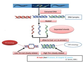 Extracted DNA
..
DNA Samples
Separated strands
allow to Cool or ( re-anneal )
Heated
Low Tm=not closely related High Tm= closely related
0% homology
100% homology
M. hapla from M. arenaria , M. incognita M. Javanica
(C. Sereno, 2006 )
 