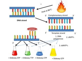 .
Complementary strand
Template strand3’
3’5’
5’
primer
5’3’
1. DNA
polymerase
2. dNTP’s
3. ddNTP’s
+ Dideoxy ATP + Dideoxy TTP + Dideoxy CTP + Dideoxy GTP
DNA strand
 