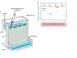 .
1 2 3 4
3’
5’
T
G
G
T
A
C
G
Position of nucleotides from 5’ to 3’
 