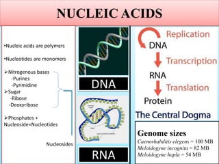.
NUCLEIC ACIDS
DNA
RNA
Genome sizes
Caenorhabditis elegens = 100 MB
Meloidogyne incognita = 82 MB
Meloidogyne hapla = 54 MB
•Nucleic acids are polymers
•Nucleotides are monomers
Nitrogenous bases
-Purines
-Pyrimidine
Sugar
-Ribose
-Deoxyribose
Phosphates +
Nucleoside=Nucleotides
Nucleosides
 