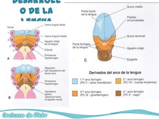 Desarroll
 o de la
  lengua
 