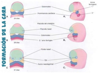 Formación de la cara

                 •Estomodeo primitivo
                 •Centro organizador prosencefálico
                 •Centro organizador rombencefálico
 
