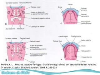 Moore, K. L. , Persaud. Aparato faríngeo. En: Embriología clínica del desarrollo del ser humano.
7ª edición. España: Elsevier Saunders. 2004. P. 202-238
 