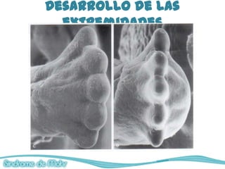 Desarrollo de las
  extremidades
 