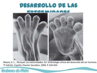 Desarrollo de las
                  extremidades




Moore, K. L. , Persaud. Las extremidades. En: Embriología clínica del desarrollo del ser humano.
7ª edición. España: Elsevier Saunders. 2004. P. 410-424
 