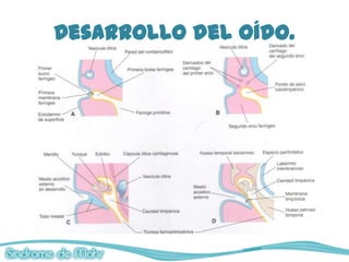 Desarrollo del oído.
 