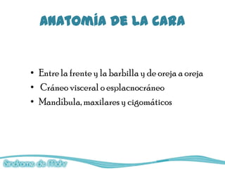 Anatomía de la cara


• Entre la frente y la barbilla y de oreja a oreja
• Cráneo visceral o esplacnocráneo
• Mandíbula, maxilares y cigomáticos
 