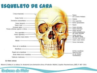 Esqueleto de Cara




Moore K, Dalley A. La cabeza. En: Anatomía con orientación clínica. 4ª edición. Madrid , España: Panamericana.;2003. P 847- 1011
 