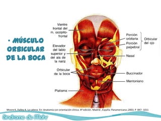 • Músculo
orbicular
de la boca




Moore K, Dalley A. La cabeza. En: Anatomía con orientación clínica. 4ª edición. Madrid , España: Panamericana.;2003. P 847- 1011
 