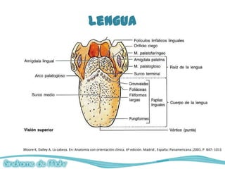 Lengua




Moore K, Dalley A. La cabeza. En: Anatomía con orientación clínica. 4ª edición. Madrid , España: Panamericana.;2003. P 847- 1011
 