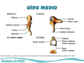 Oído medio




Moore K, Dalley A. La cabeza. En: Anatomía con orientación clínica. 4ª edición. Madrid , España: Panamericana.;2003. P 847- 1011
 