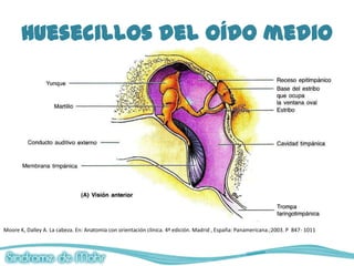 Huesecillos del oído medio




Moore K, Dalley A. La cabeza. En: Anatomía con orientación clínica. 4ª edición. Madrid , España: Panamericana.;2003. P 847- 1011
 