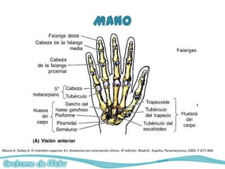 Mano




Moore K, Dalley A. El miembro superior. En: Anatomía con orientación clínica. 4ª edición. Madrid , España: Panamericana.;2003. P 677-846
 