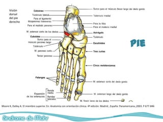 Visión
      dorsal
      del pie
      derecho




                                                                                                                  Pie




Moore K, Dalley A. El miembro superior. En: Anatomía con orientación clínica. 4ª edición. Madrid , España: Panamericana.;2003. P 677-846
 