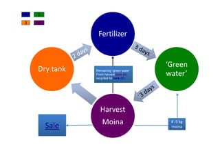 Moina Culture-pdf.pdf