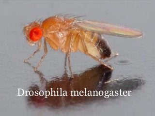Drosophila melanogaster
 