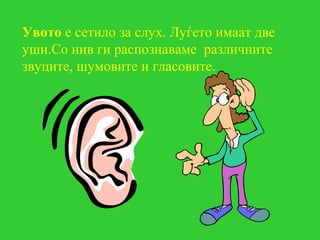 Увото е сетило за слух. Луѓето имаат две
уши.Со нив ги распознаваме различните
звуците, шумовите и гласовите.
 