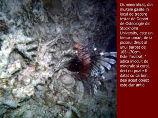 Os mineralizat, din multele gasite in locul de trecere testat de Depart. de Osteologie din Stockholm University, este un femur uman, de la piciorul drept al unui barbat de  165-170cm. Este 'fosilizat, ' adica inlocuit de minerale si coral, deci nu poate fi datat cu carbon, desi acest obiect este clar antic. 