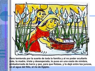 Pero temiendo por la suerte de toda la familia y al no poder ocultarlo
más, la madre, triste y desesperada, lo puso en una cesta de mimbre,
embadurnada de barro y pez, para que flotase, y lo dejó entre los juncos,
en el agua del Nilo, el río de Egipto.
 