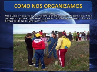 Nos dividieron en grupos de 6 niños/as por orden de lista de cada clase.  Cada grupo podía plantar todos los pinos y encinas que les dieran tiempo. Teníamos tiempo desde las 9: 45 hasta las 11:45 .COMO NOS ORGANIZAMOS