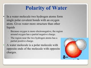 Polarity of Water
• In a water molecule two hydrogen atoms form
  single polar covalent bonds with an oxygen
  atom. Gives water more structure than other
  liquids
   – Because oxygen is more electronegative, the region
     around oxygen has a partial negative charge.
   – The region near the two hydrogen atoms has a
     partial positive charge.
• A water molecule is a polar molecule with
  opposite ends of the molecule with opposite
  charges.
 
