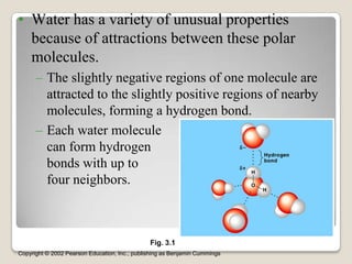 • Water has a variety of unusual properties
  because of attractions between these polar
  molecules.
      – The slightly negative regions of one molecule are
        attracted to the slightly positive regions of nearby
        molecules, forming a hydrogen bond.
      – Each water molecule
        can form hydrogen
        bonds with up to
        four neighbors.



                                               Fig. 3.1
Copyright © 2002 Pearson Education, Inc., publishing as Benjamin Cummings
 
