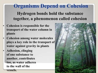Organisms Depend on Cohesion
         Hydrogen bonds hold the substance
       together, a phenomenon called cohesion
• Cohesion is responsible for the
  transport of the water column in
  plants
• Cohesion among water molecules
  plays a key role in the transport of
  water against gravity in plants
• Adhesion, clinging
  of one substance to
  another, contributes
  too, as water adheres
  to the wall of the
  vessels.
 