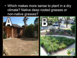 • Which makes more sense to plant in a dry
climate? Native deep rooted grasses or
non-native grasses?
Copyright © 2010 Ryan P. Murphy
 