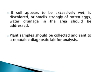 If soil appears to be excessively wet, is 
discolored, or smells strongly of rotten eggs, 
water drainage in the area should be 
addressed. 
Plant samples should be collected and sent to 
a reputable diagnostic lab for analysis. 
 