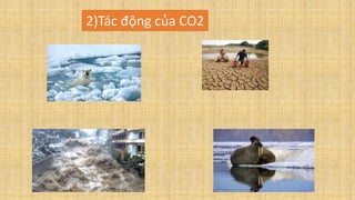 2)Tác động của CO2
 