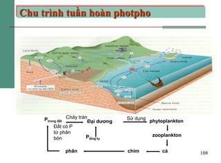 108
Chu trình tuần hoàn photpho
Ptrong đất
Đất có P
từ phân
bón
Chảy tràn
Đại dương
Plắng tụ
Sử dụng
phytoplankton
zooplan...