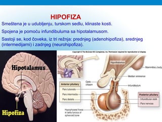 HIPOFIZA
Smeštena je u udubljenju, turskom sedlu, klinaste kosti.
Spojena je pomoću infundibuluma sa hipotalamusom.
Sastoji se, kod čoveka, iz tri režnja: prednjeg (adenohipofiza), srednjeg
(intermedijarni) i zadnjeg (neurohipofiza).
 