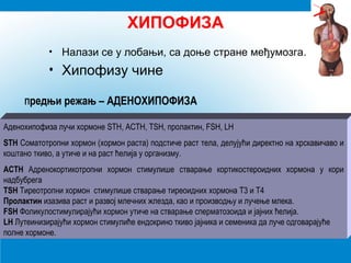 ХИПОФИЗА
• Налази се у лобањи, са доње стране међумозга.
• Хипофизу чине
Предњи режањ – АДЕНОХИПОФИЗА
Аденохипофиза лучи хормоне STH, ACTH, TSH, пролактин, FSH, LH
STH Соматотропни хормон (хормон раста) подстиче раст тела, делујући директно на хрскавичаво и
коштано ткиво, а утиче и на раст ћелија у организму.
ACTH Адренокортикотропни хормон стимулише стварање кортикостероидних хормона у кори
надбубрега
ТSH Тиреотропни хормон стимулише стварање тиреоидних хормона T3 и T4
Пролактин изазива раст и развој млечних жлезда, као и производњу и лучење млека.
FSH Фоликулостимулирајући хормон утиче на стварање сперматозоида и јајних ћелија.
LH Лутеинизирајући хормон стимулиће ендокрино ткиво јајника и семеника да луче одговарајуће
полне хормоне.
 