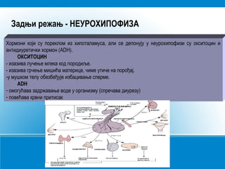 Задњи режањ - НЕУРОХИПОФИЗА
Хормони који су пореклом из хипоталамуса, али се депонују у неурохипофизи су окситоцин и
антидиуретички хормон (ADH).
ОКСИТОЦИН
- изазива лучење млека код породиље.
- изазива грчење мишића материце, чиме утиче на порођај.
-у мушком телу обезбеђује избацивање сперме.
ADH
- омогућава задржавање воде у организму (спречава диурезу)
- повећава крвни притисак
 