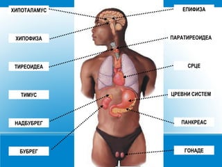 ХИПОТАЛАМУС
ХИПОФИЗА
ЕПИФИЗА
ПАРАТИРЕОИДЕА
ТИРЕОИДЕА
ТИМУС
НАДБУБРЕГ
БУБРЕГ
СРЦЕ
ЦРЕВНИ СИСТЕМ
ПАНКРЕАС
ГОНАДЕ
 