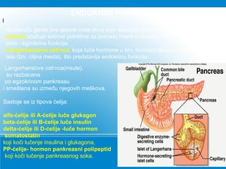 ENDOKRINI PANKREAS
I
Gušteraču garde dve glavne vrste tkiva koje obavljaju dvostruku ulogu:
acinusi izlučuje sokove potrebne za preradu hrane u crevima, koji se mešaju sa žuči iz
jetre - egzokrina funkcija;
Langerhansova ostrvca, koja luče hormone u krv; hormoni deluju u drugim delovima
tela (tzv. ciljna mesta), što predstavlja endokrinu funkciju.
Langerhansova ostrvca(insule).
su razbacana
po egzokrinom pankreasu
i smeštena su između njegovih meškova.
Sastoje se iz tipova ćelija:
alfa-ćelije ili A-ćelije luče glukagon
beta-ćelije ili B-ćelije luče insulin
delta-ćelije ili D-ćelije -luče hormon
somatostatin
koji koči lučenje insulina i glukagona,
PP-ćelije- hormon pankreasni polipeptid
koji koči lučenje pankreasnog soka.
 