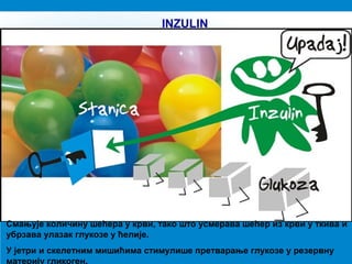 ćelija
Смањује количину шећера у крви, тако што усмерава шећер из крви у ткива и
убрзава улазак глукозе у ћелије.
У јетри и скелетним мишићима стимулише претварање глукозе у резервну
материју гликоген.
INZULIN
 