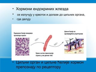 • Хормони ендокриних жлезда
• се излучују у крвоток и долазе до циљних органа,
• где делују
• Циљни орган и циљне ћелије хормон
препознају по рецептору
 