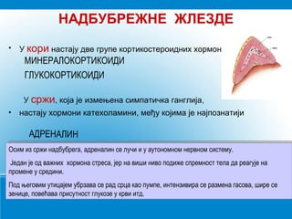 НАДБУБРЕЖНЕ ЖЛЕЗДЕ
• У кори настају две групе кортикостероидних хормона
У сржи, која је измењена симпатичка ганглија,
• настају хормони катехоламини, међу којима је најпознатији
Осим из сржи надбубрега, адреналин се лучи и у аутономном нервном систему.
Један је од важних хормона стреса, јер на виши ниво подиже спремност тела да реагује на
промене у средини.
Под његовим утицајем убрзава се рад срца као пумпе, интензивира се размена гасова, шире се
зенице, повећава присутност глукозе у крви итд.
Осим из сржи надбубрега, адреналин се лучи и у аутономном нервном систему.
Један је од важних хормона стреса, јер на виши ниво подиже спремност тела да реагује на
промене у средини.
Под његовим утицајем убрзава се рад срца као пумпе, интензивира се размена гасова, шире се
зенице, повећава присутност глукозе у крви итд.
МИНЕРАЛОКОРТИКОИДИ
ГЛУКОКОРТИКОИДИ
АДРЕНАЛИН
 