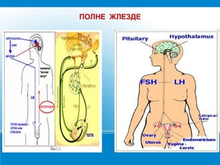 ПОЛНЕ ЖЛЕЗДЕ
 