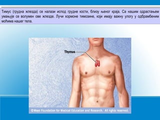 Тимус (грудна жлезда) се налази испод грудне кости, близу њеног краја. Са нашим одрастањем
умањује се волумен ове жлезде. Лучи хормоне тимозине, који имају важну улогу у одбрамбеним
моћима нашег тела.
Тимус (грудна жлезда) се налази испод грудне кости, близу њеног краја. Са нашим одрастањем
умањује се волумен ове жлезде. Лучи хормоне тимозине, који имају важну улогу у одбрамбеним
моћима нашег тела.
 