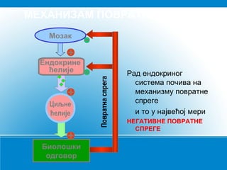 МЕХАНИЗАМ ПОВРАТНЕ СПРЕГЕ
Рад ендокриног
система почива на
механизму повратне
спреге
и то у највећој мери
НЕГАТИВНЕ ПОВРАТНЕ
СПРЕГЕ
Мозак
Ендокрине
ћелије
Циљне
ћелије
Биолошки
одговор
Повратнаспрега
 