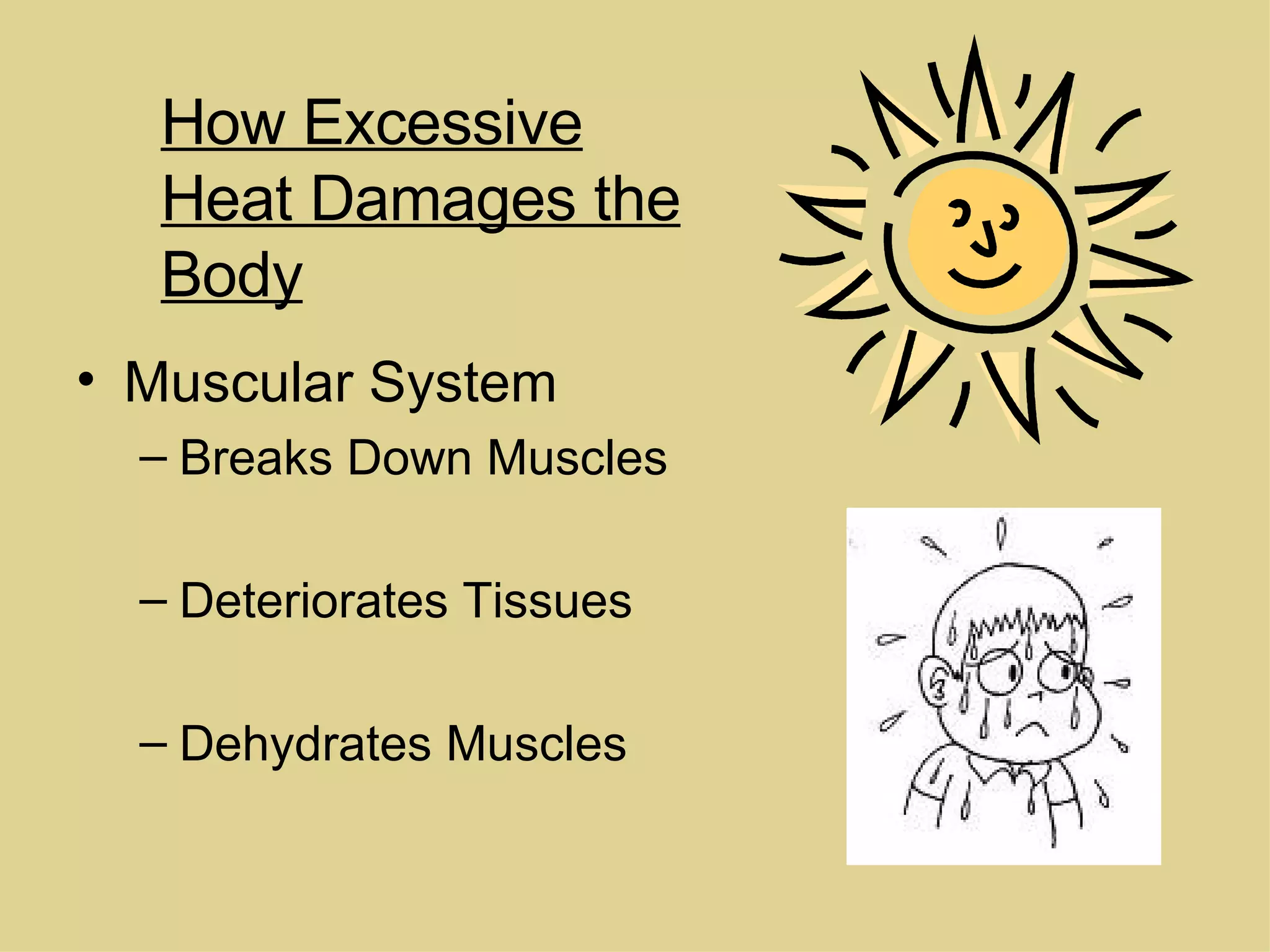 Muscular System Breaks Down Muscles Deteriorates Tissues Dehydrates Muscles How Excessive Heat Damages the Body