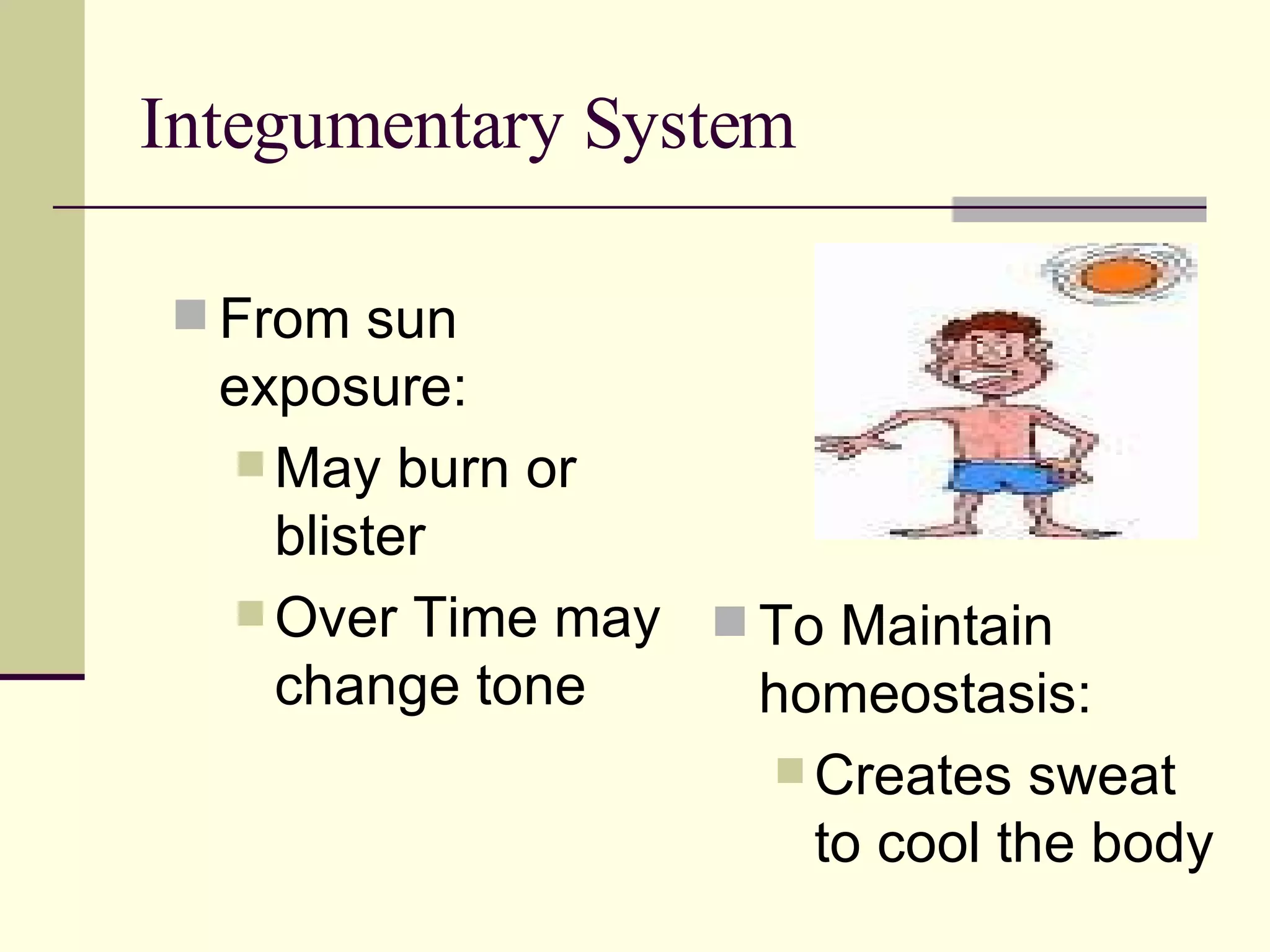 Integumentary System To Maintain homeostasis: Creates sweat to cool the body From sun exposure: May burn or blister Over Time may change tone