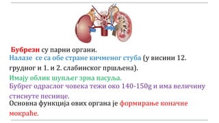 Бубрези су парни органи.
Налазе се са обе стране кичменог стуба (у висини 12.
грудног и 1. и 2. слабинског пршљена).
Имају облик шупљег зрна пасуља.
Бубрег одраслог човека тежи око 140-150g и има величину
стиснуте песнице.
Основна функција ових органа је формирање коначне
мокраће.
 