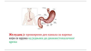 Желудац је проширени део канала за варење
који се пружа од једњака до дванаестопалачног
црева
 