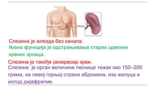 Слезина је жлезда без канала.
Њена функција је одстрањивање старих црвених
крвних зрнаца.
Слезина је такође резервоар крви.
Слезина је орган величине песнице тежак око 150–200
грама, на левој горњој страни абдомена, иза желуца и
испод дијафрагме.
 